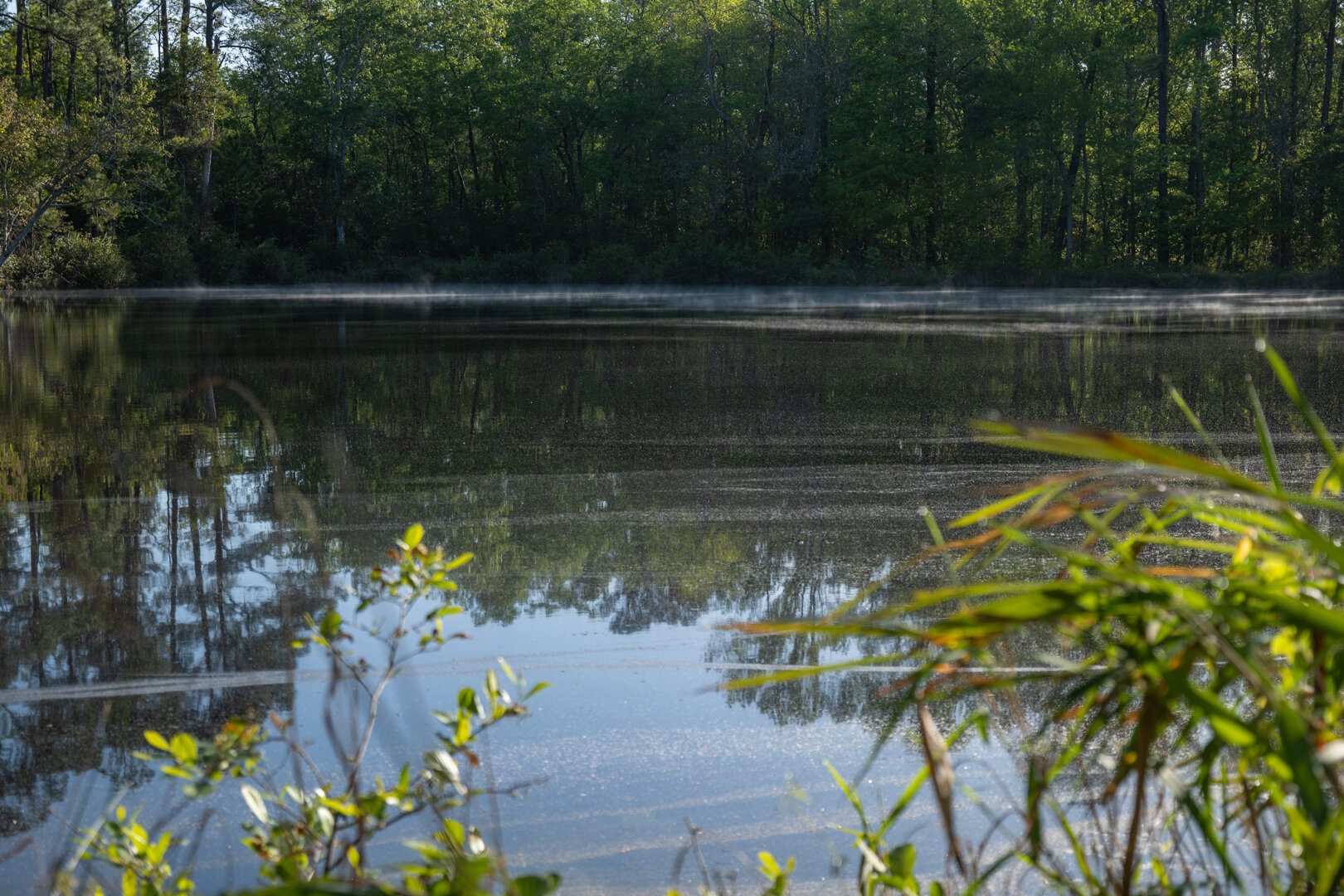 Image for 529+/- Acres Located in Webster County, Georgia - The Wills Estate