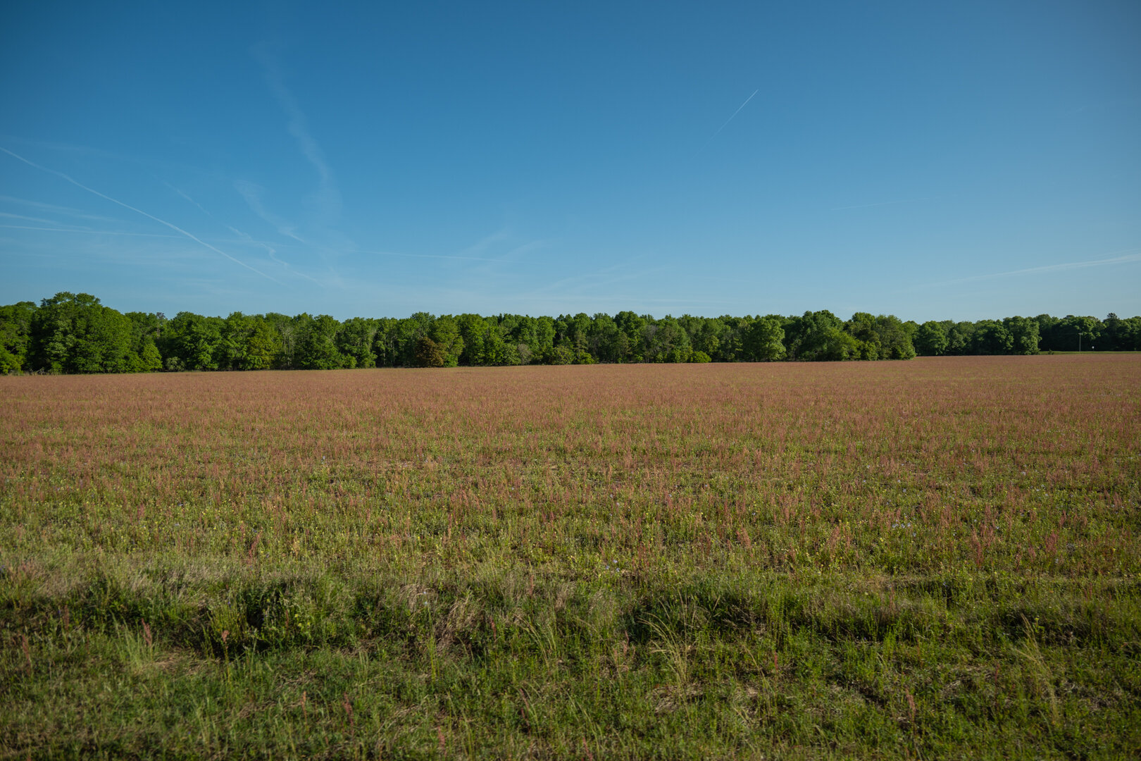 Image for 529+/- Acres Located in Webster County, Georgia - The Wills Estate
