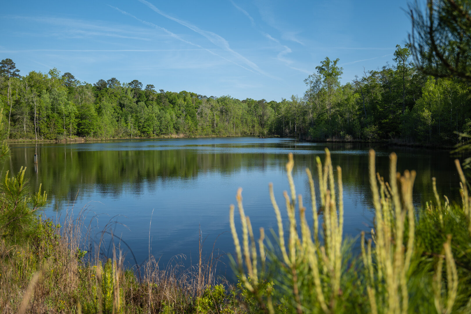 Image for 529+/- Acres Located in Webster County, Georgia - The Wills Estate