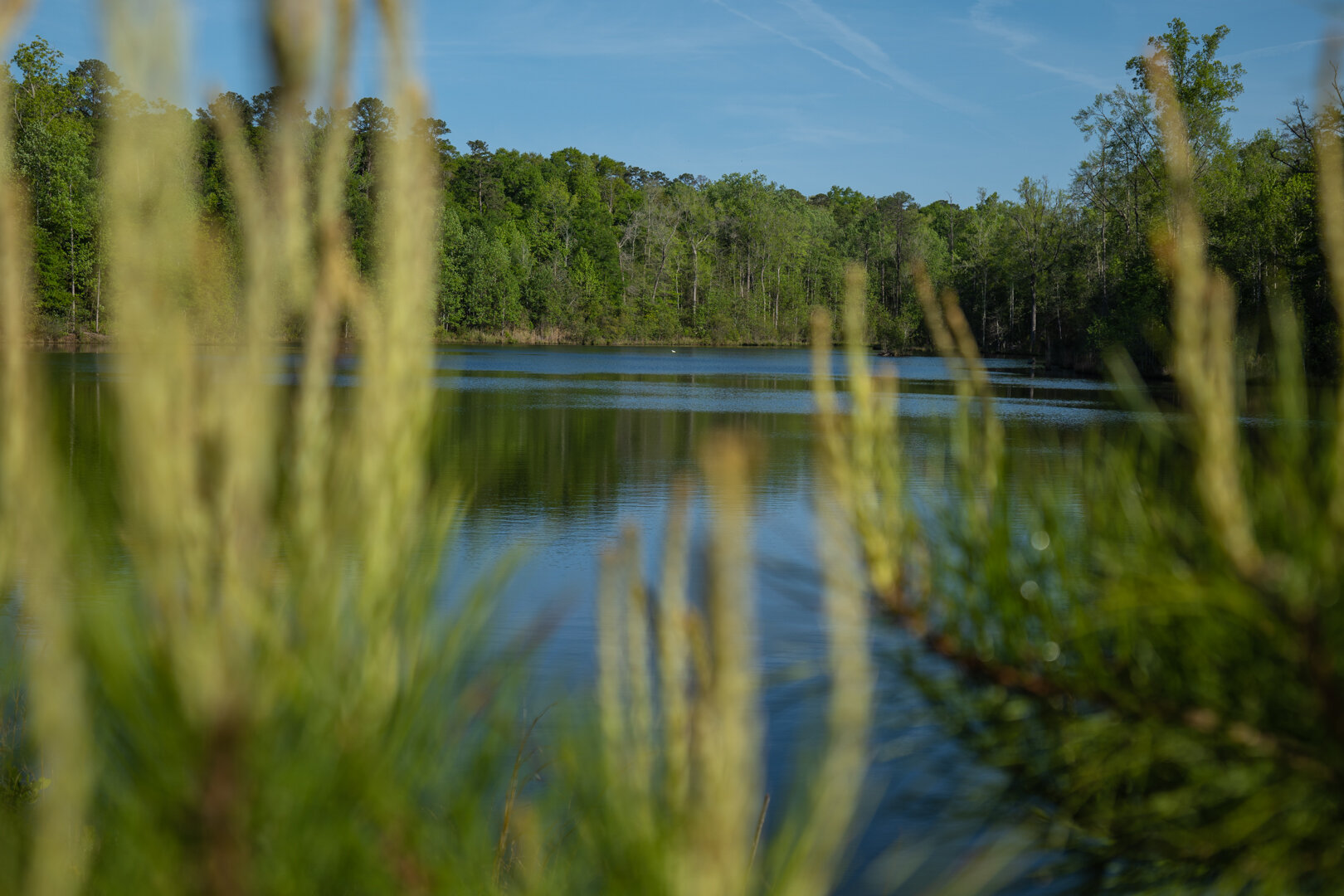Image for 529+/- Acres Located in Webster County, Georgia - The Wills Estate