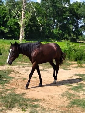 Image for Gulf Regional Livestock Horse Sale  Lucedale, Mississippi  May 28th