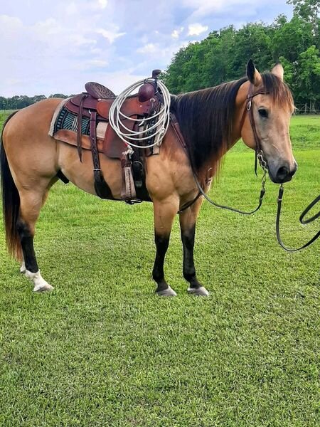 Image for Gulf Regional Livestock Horse Sale  Lucedale, Mississippi  May 28th