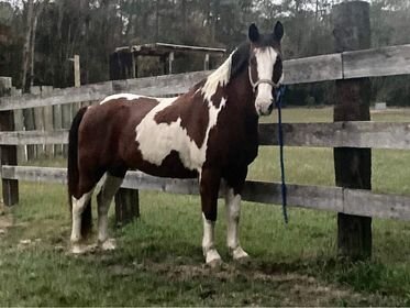Image for Gulf Regional Livestock Horse Sale  Lucedale, Mississippi  May 28th