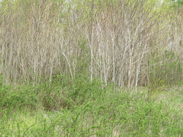 Image for Lot 34 Soybean Drive, Appomattox, VA 24522