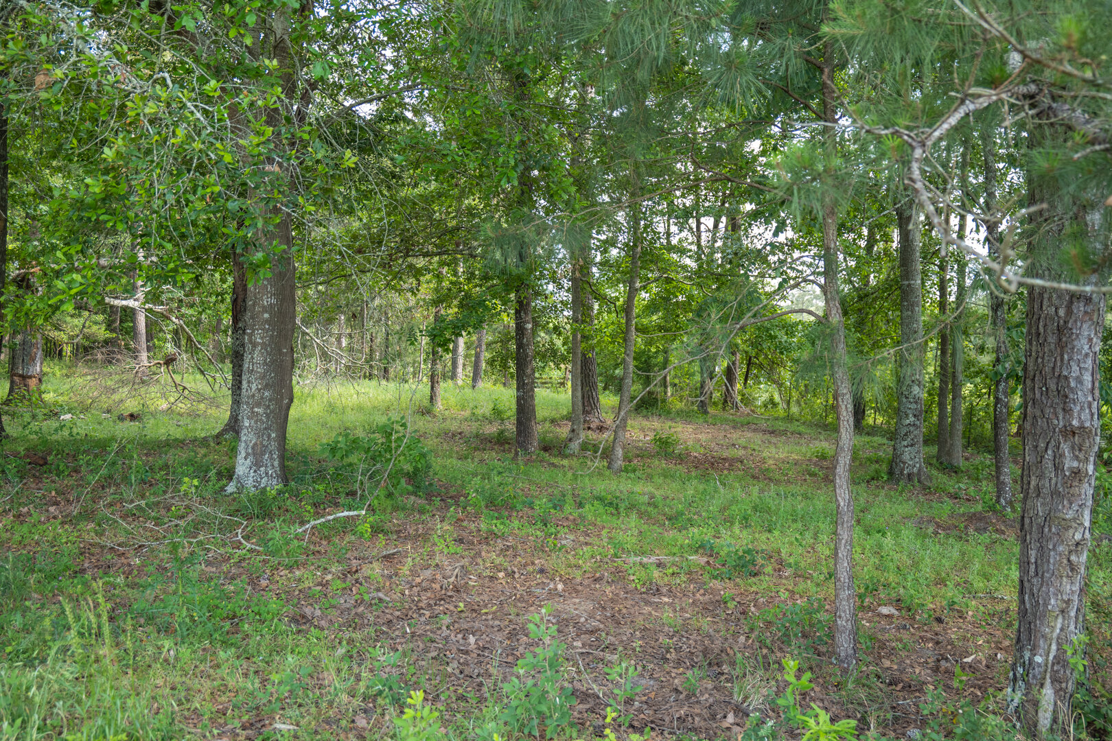 Image for 78+/- Acres and Home Located in Grady County, Georgia