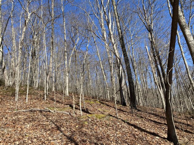 Image for 73 Acres Wooded Recreational Land