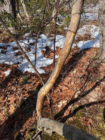 Image for 73 Acres Wooded Recreational Land