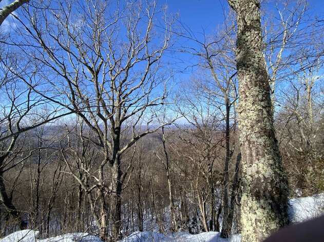 Image for 73 Acres Wooded Recreational Land