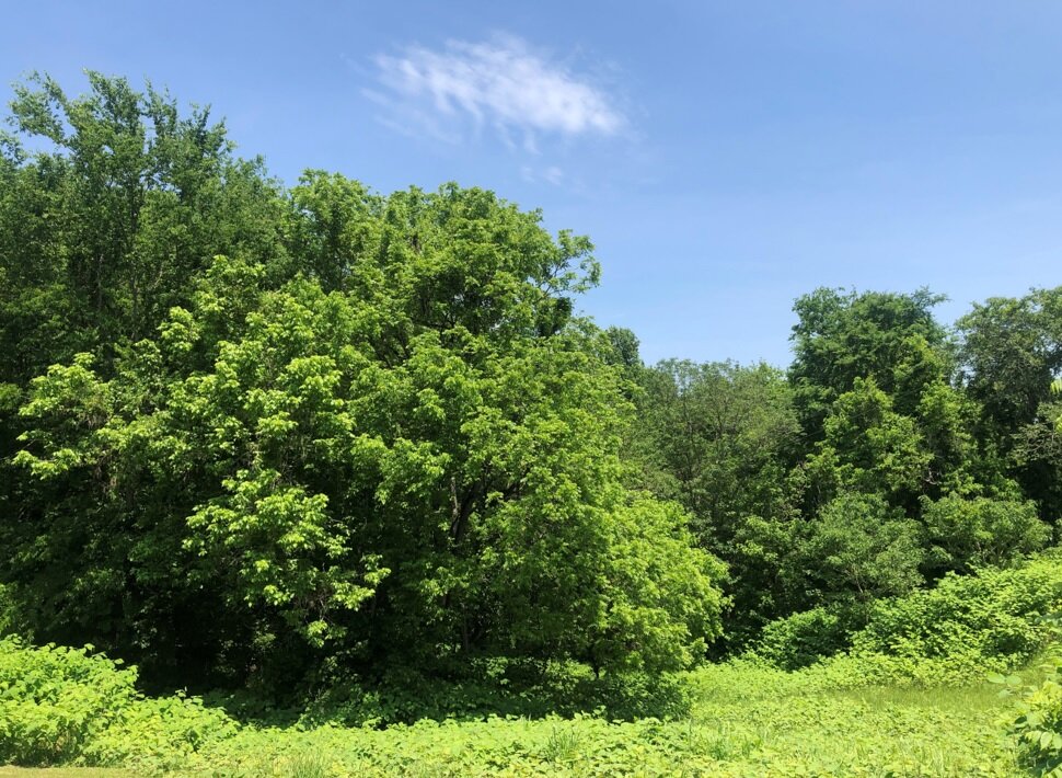 Image for Prince Edward County VA Tax Delinquent Sale of Real Estate