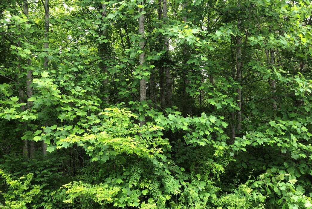 Culpeper County Tax Delinquent Sale of Real Estate