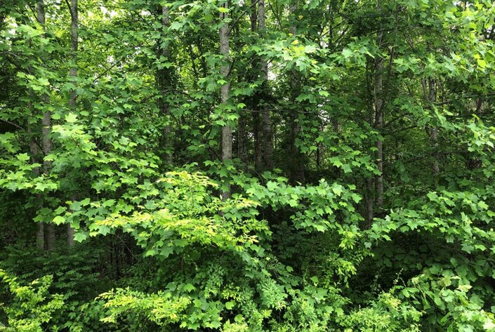 Image for Culpeper County Tax Delinquent Sale of Real Estate