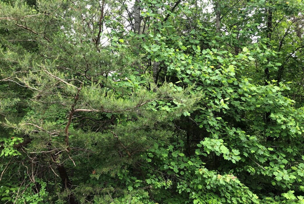 Culpeper County Tax Delinquent Sale of Real Estate