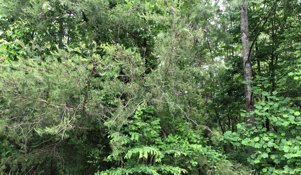 Culpeper County Tax Delinquent Sale of Real Estate