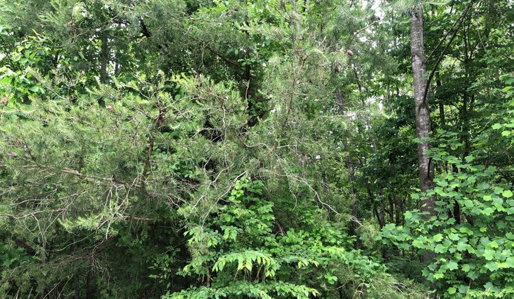 Image for Culpeper County Tax Delinquent Sale of Real Estate