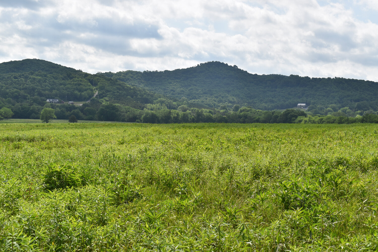 Image for Knox Road & Cunningham Road, Readyville