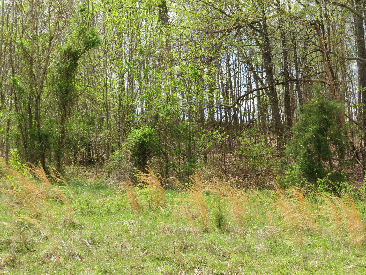 Image for Lot 46 Soybean Drive, Appomattox, VA 24522