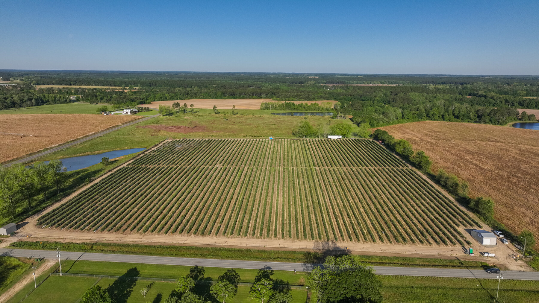 Commercial Blueberry Operation Colquitt County,