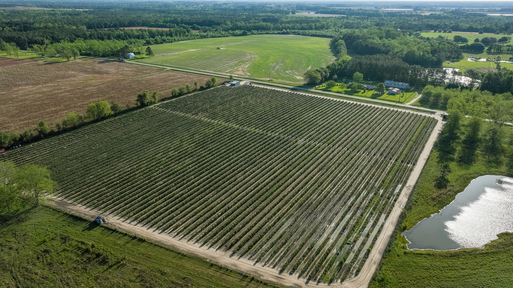 Image for Commercial Blueberry Operation - Colquitt County, Georgia