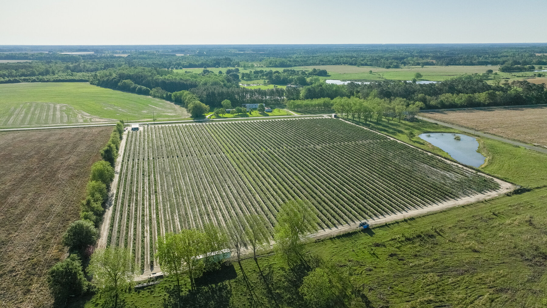 Image for Commercial Blueberry Operation - Colquitt County, Georgia