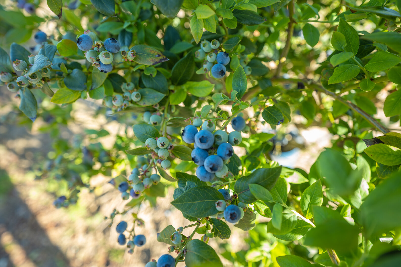 Image for Commercial Blueberry Operation - Colquitt County, Georgia