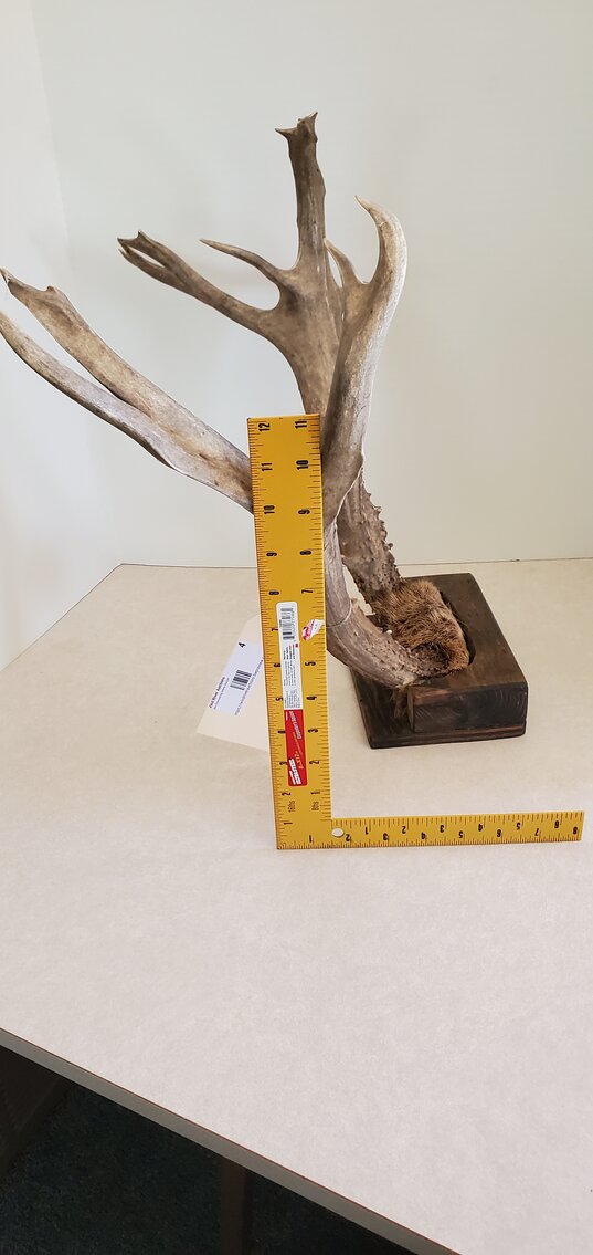 Image for The Dish Ran Away with the Spoon!