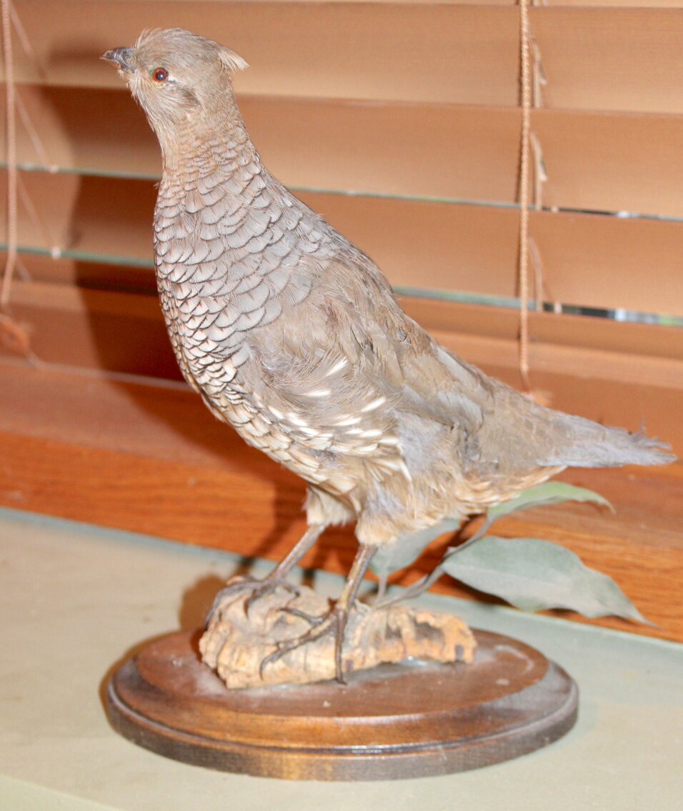 Image for SPORTSMAN'S ESTATE AUCTION