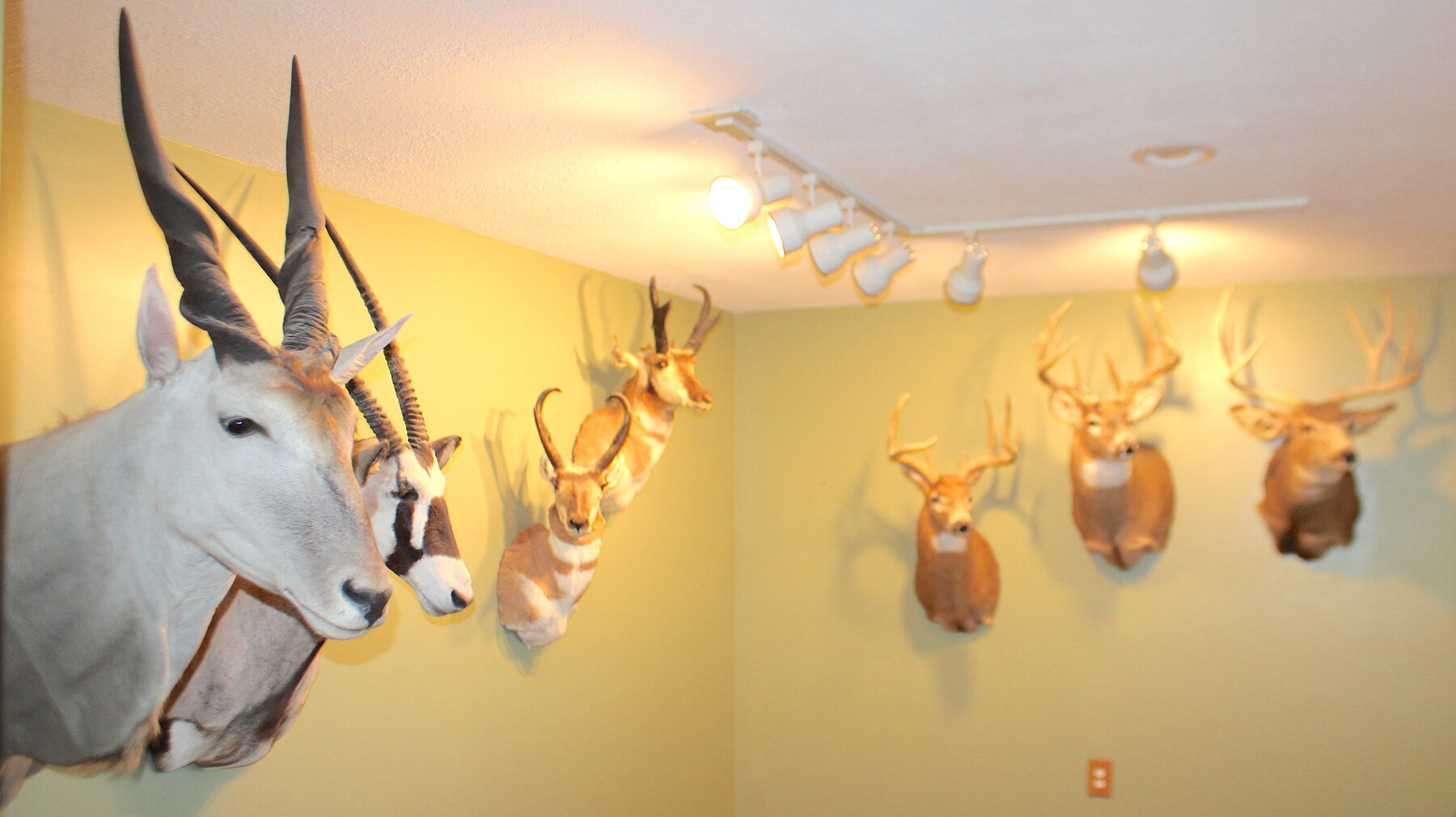 Image for SPORTSMAN'S ESTATE AUCTION