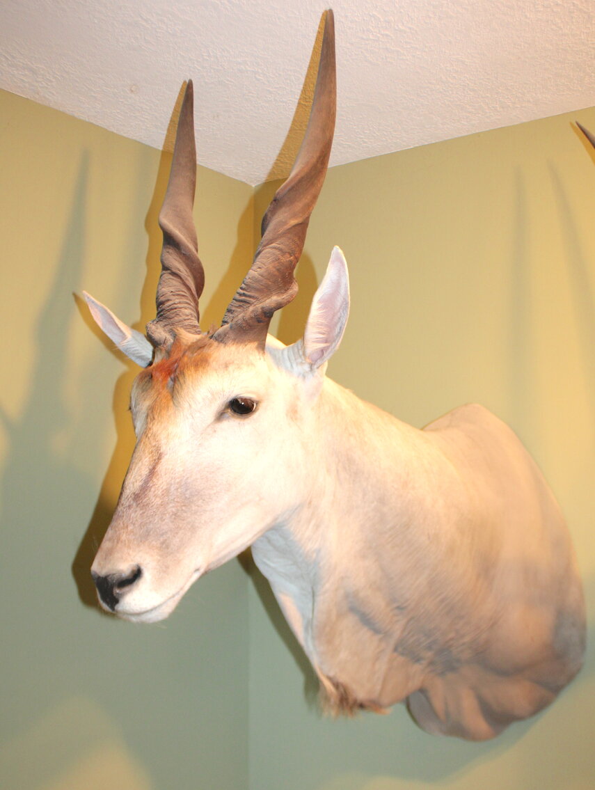 Image for SPORTSMAN'S ESTATE AUCTION