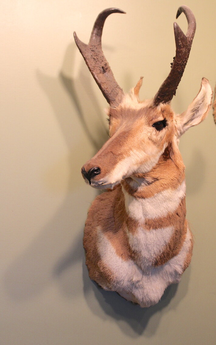 Image for SPORTSMAN'S ESTATE AUCTION