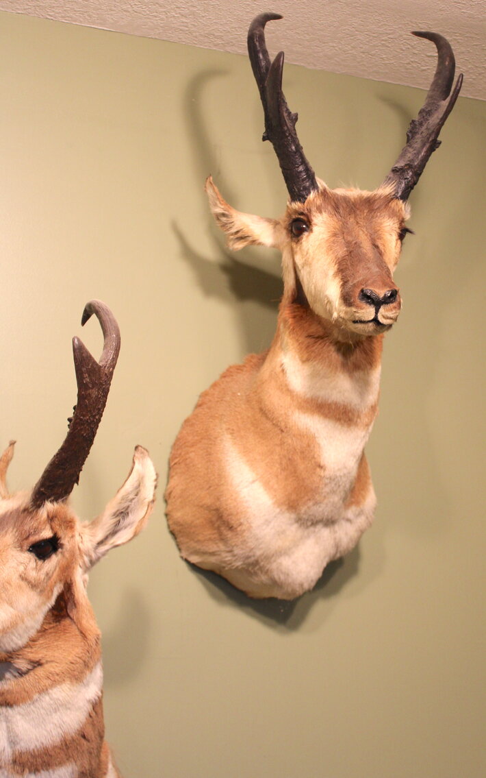 Image for SPORTSMAN'S ESTATE AUCTION