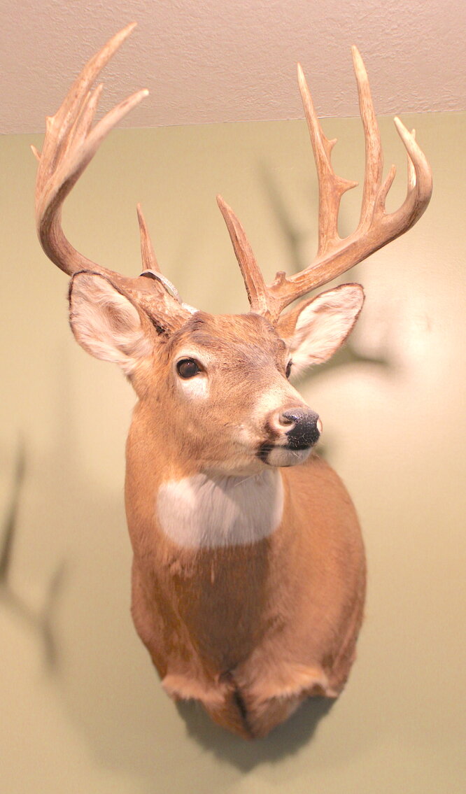 Image for SPORTSMAN'S ESTATE AUCTION