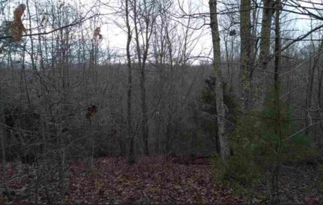 Image for Recently Renovated, 1218 Sq.  Single Family Brick Rancher on .45 Acres with an additional and adjoining 1.67 Acre parcel included. Totaling 2.13 Acres of pristine living