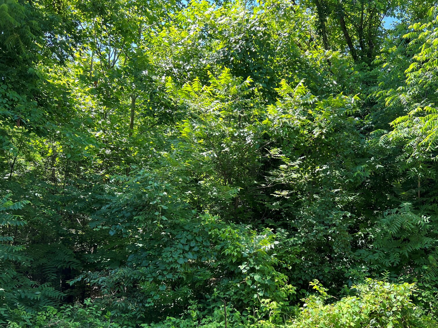 Image for Halifax County, VA Sale of Tax Delinquent Real Estate & Town of South Boston Owned Sale of Real Estate