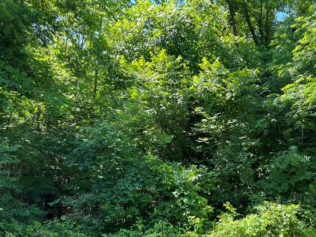 Image for Halifax County, VA Sale of Tax Delinquent Real Estate & Town of South Boston Owned Sale of Real Estate