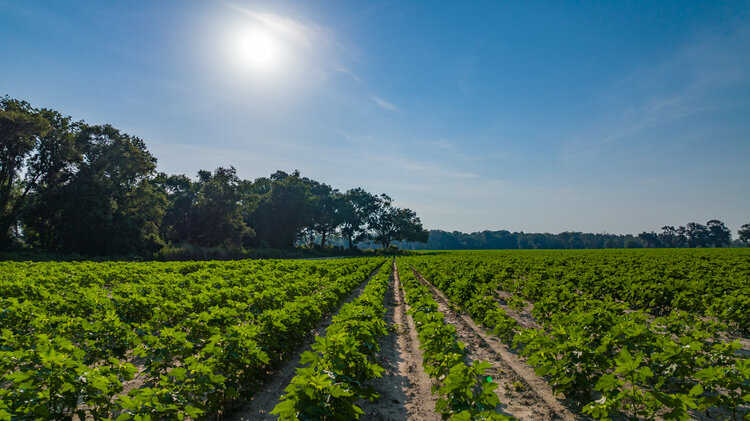 Image for 1,014+/- Acres of Prime Development Potential -Valdosta, Georgia