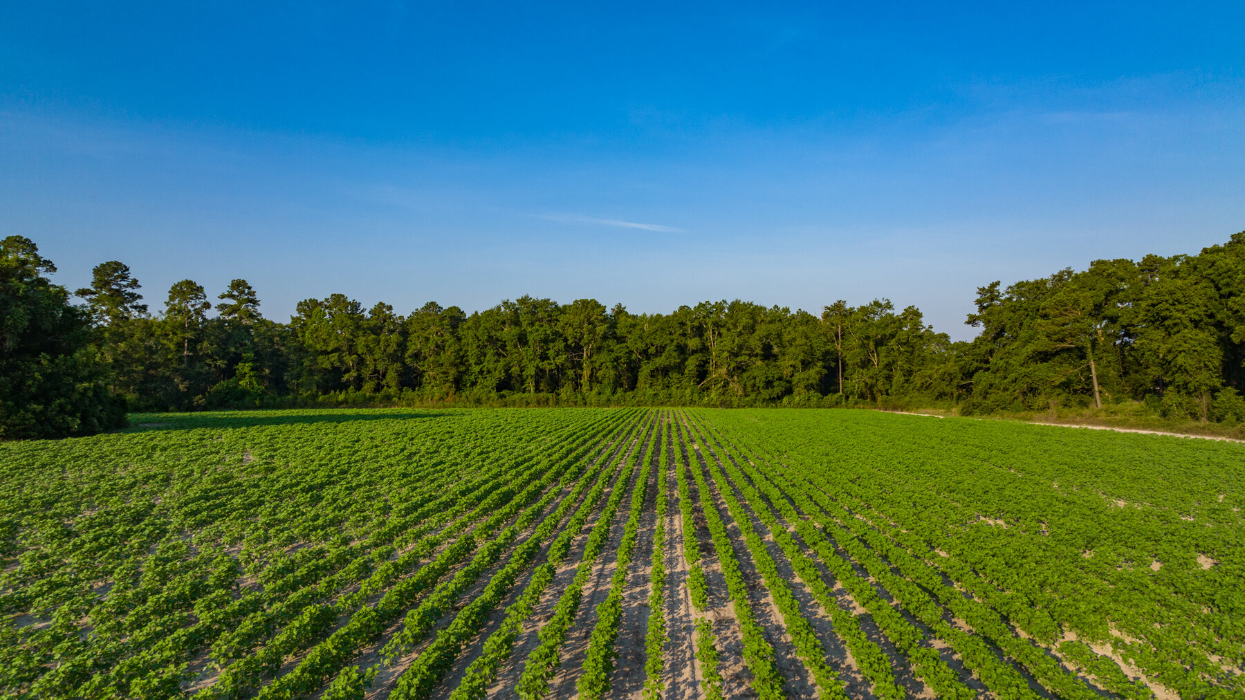 Image for 1,014+/- Acres of Prime Development Potential -Valdosta, Georgia
