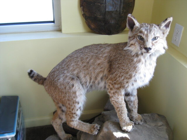 Image for Washington - Nice Selection of Hand Tools, Shop Items, Office Furniture, Taxidermy, & more