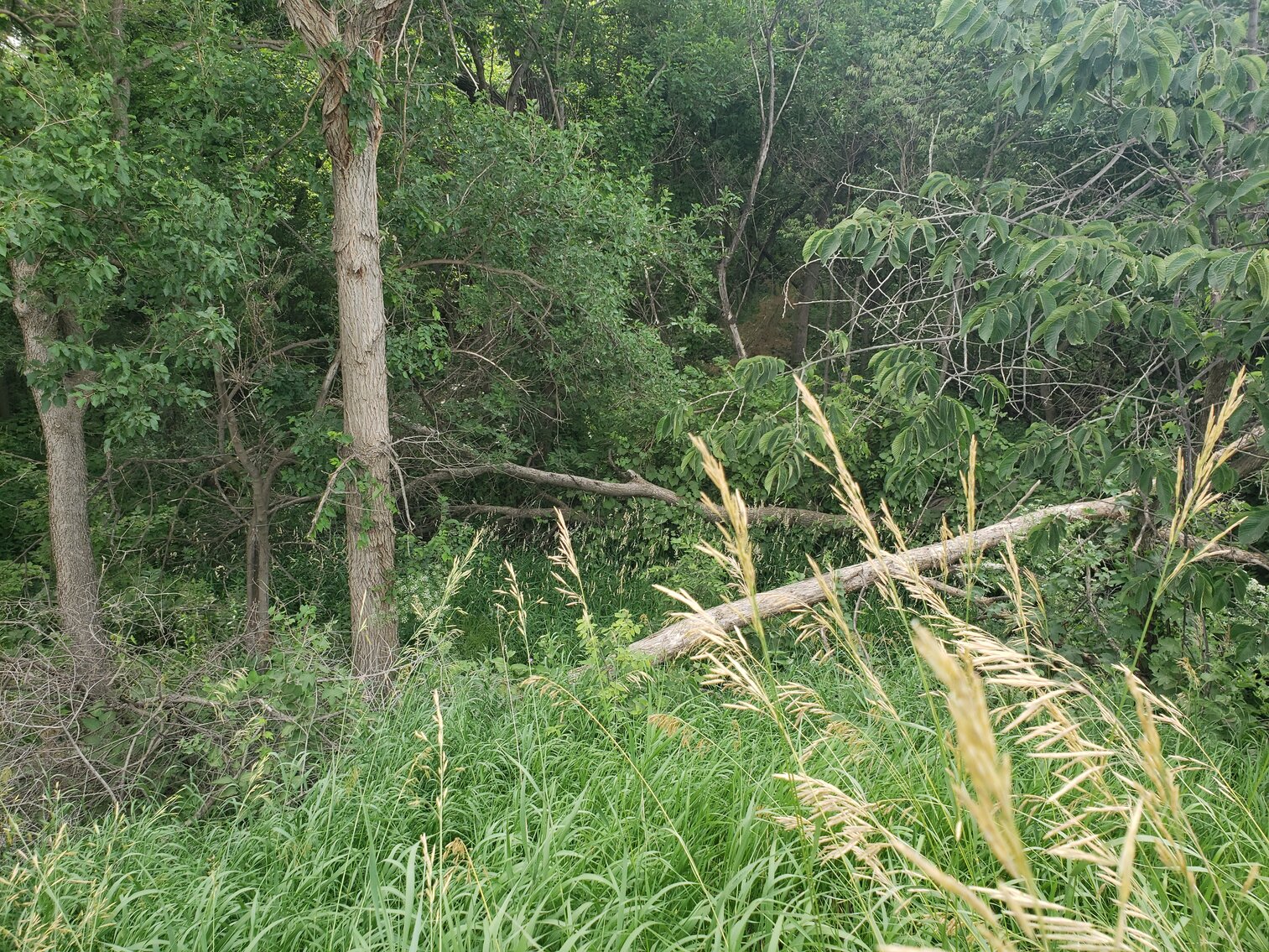 Image for 111.77+/- Acres in Boyd County, NE