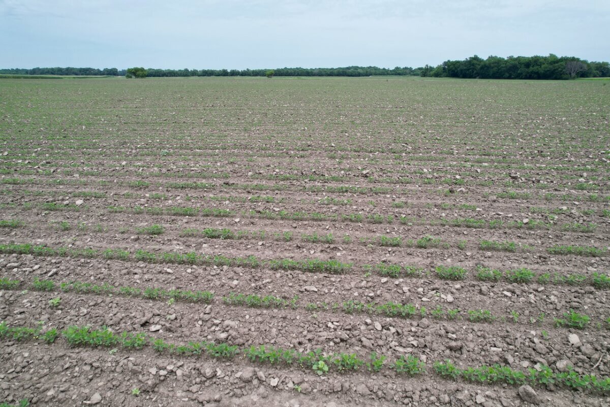 81.5 Acres Wilson County, Kansas Tillable Bottom Ground Near Fredonia and New Albany Land For Sale photo 3
