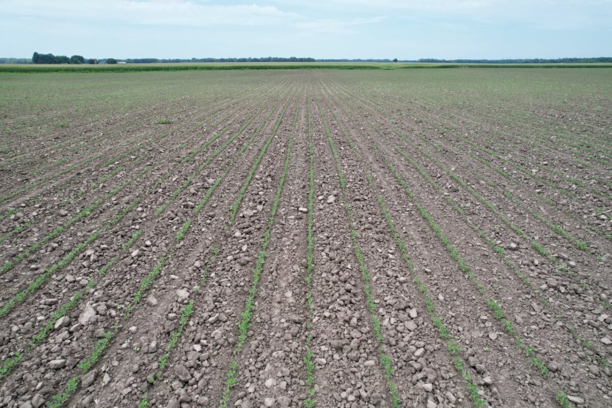 81.5 Acres Wilson County, Kansas Tillable Bottom Ground Near Fredonia and New Albany Land For Sale photo 4