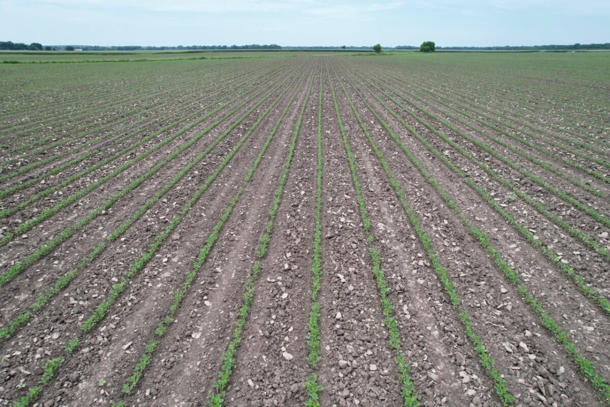 81.5 Acres Wilson County, Kansas Tillable Bottom Ground Near Fredonia and New Albany Land For Sale photo 5