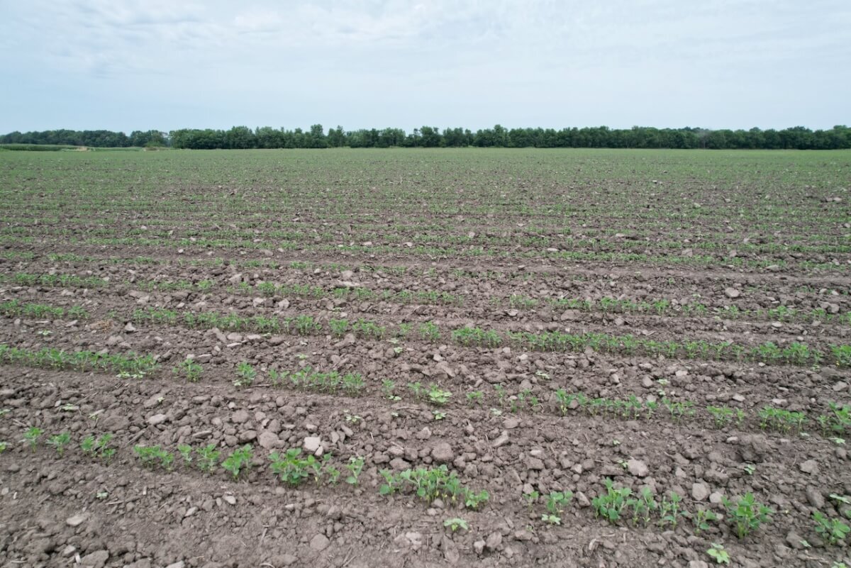 81.5 Acres Wilson County, Kansas Tillable Bottom Ground Near Fredonia and New Albany Land For Sale photo 6