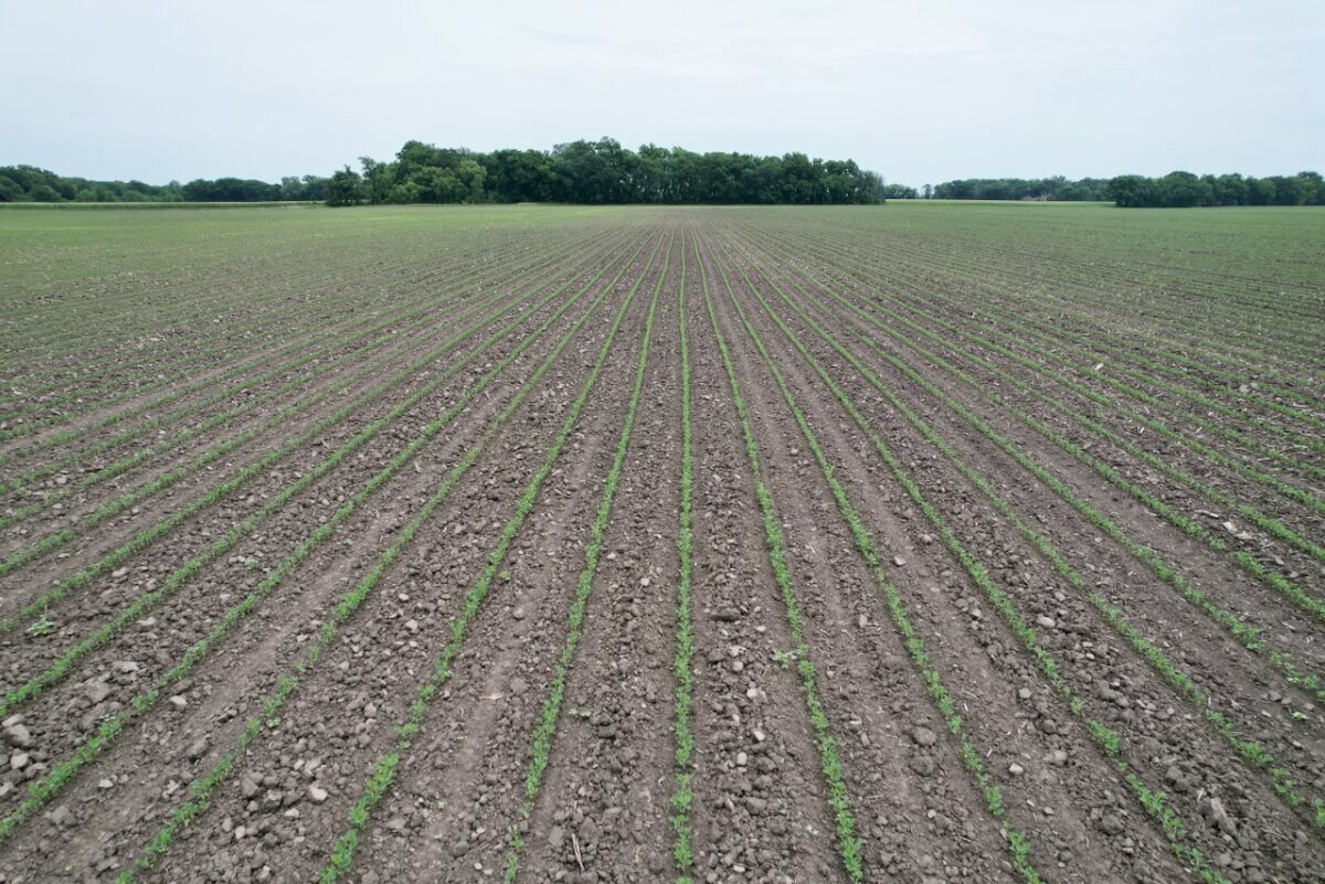 81.5 Acres Wilson County, Kansas Tillable Bottom Ground Near Fredonia and New Albany Land For Sale photo 7