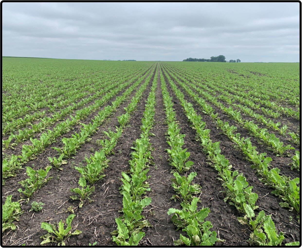 Renville Co., MN 120.00 Ac., m/l (190013201)