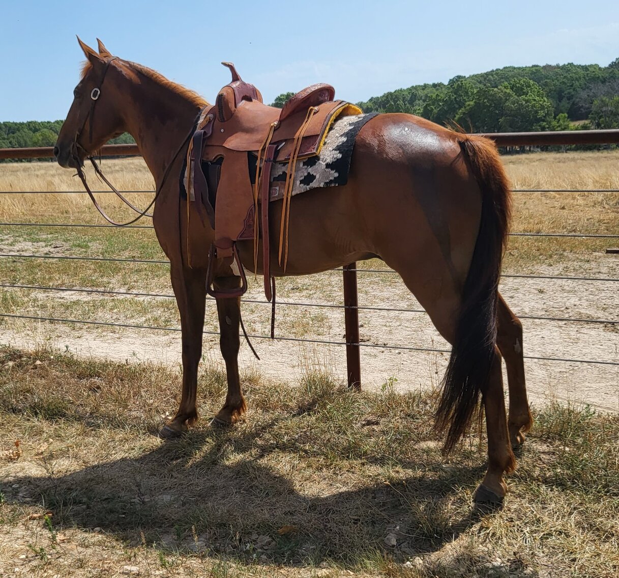 5th Saturday Mize Horse Sale July 30th Mize, Mississippi