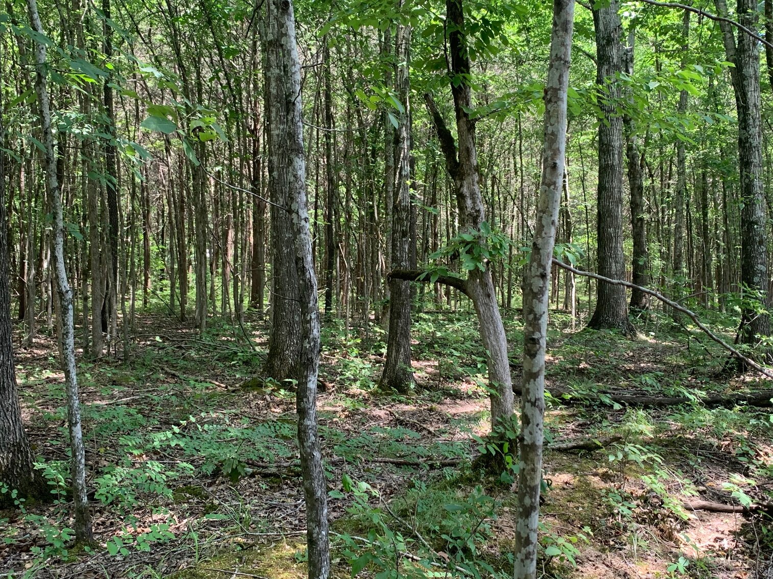 Image for 0 Bradley Creek Road, Lascassas