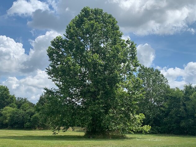 Image for 15039 & 15061 Versailles Road, Murfreesboro