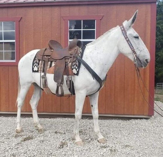 DHS Horse Sales Draft, Mule, & Equipment ALL DAY SPECIAL! August 3rd