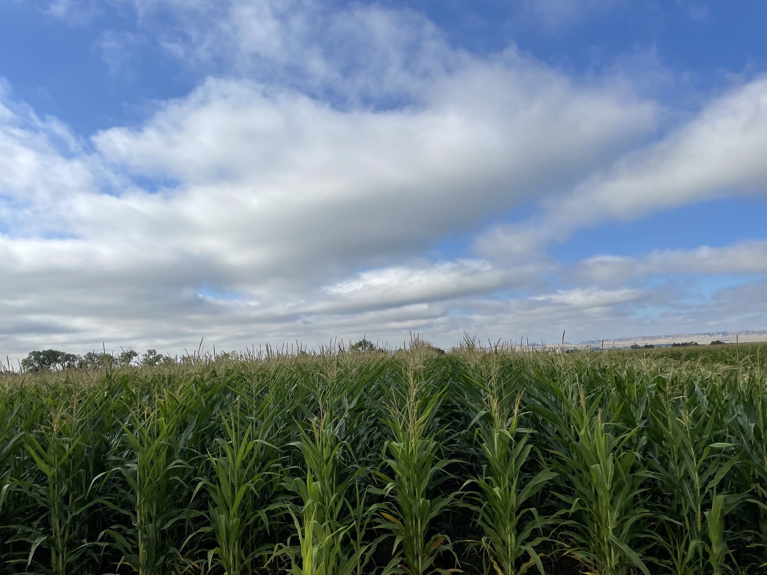 Image for 498.66+/- Deeded Acres in Morrill County, NE