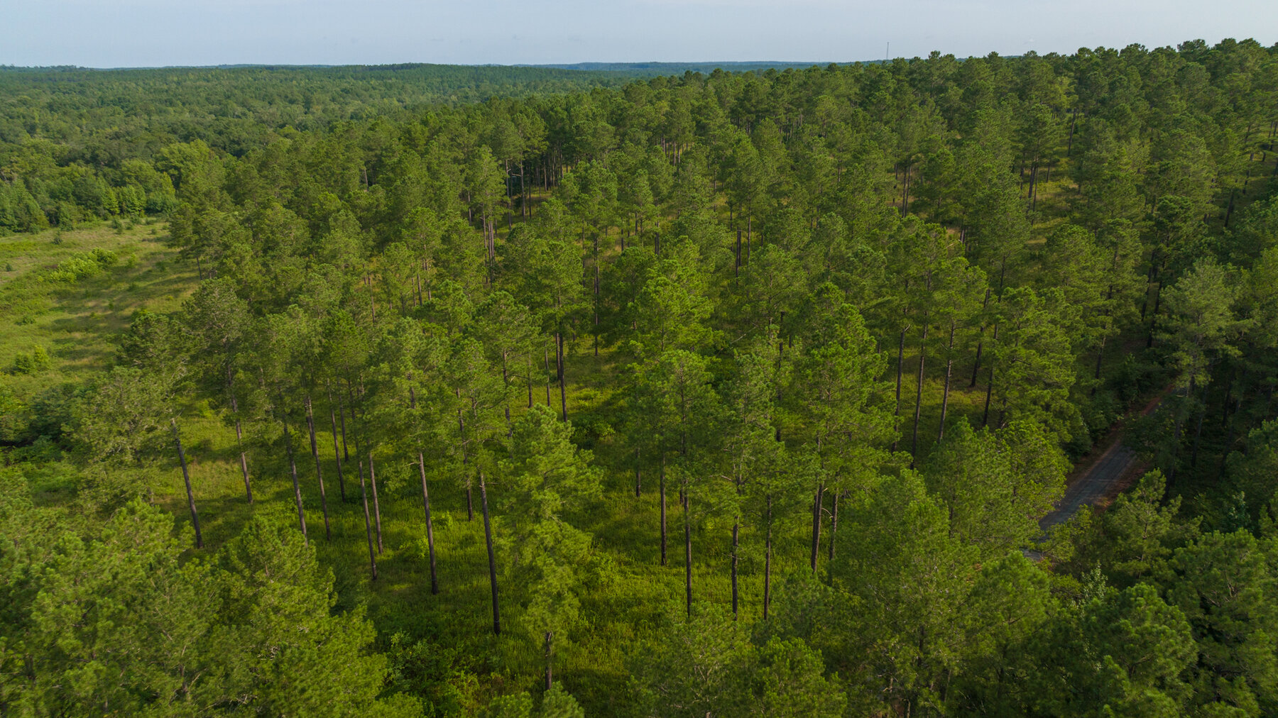 Image for Pioneer Farms: 660+/- Acre Pristine Timberland and Recreational Farm